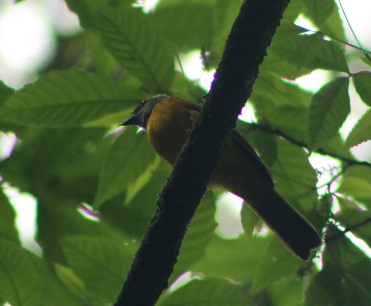 Gray-headed Tanager - ML635725461