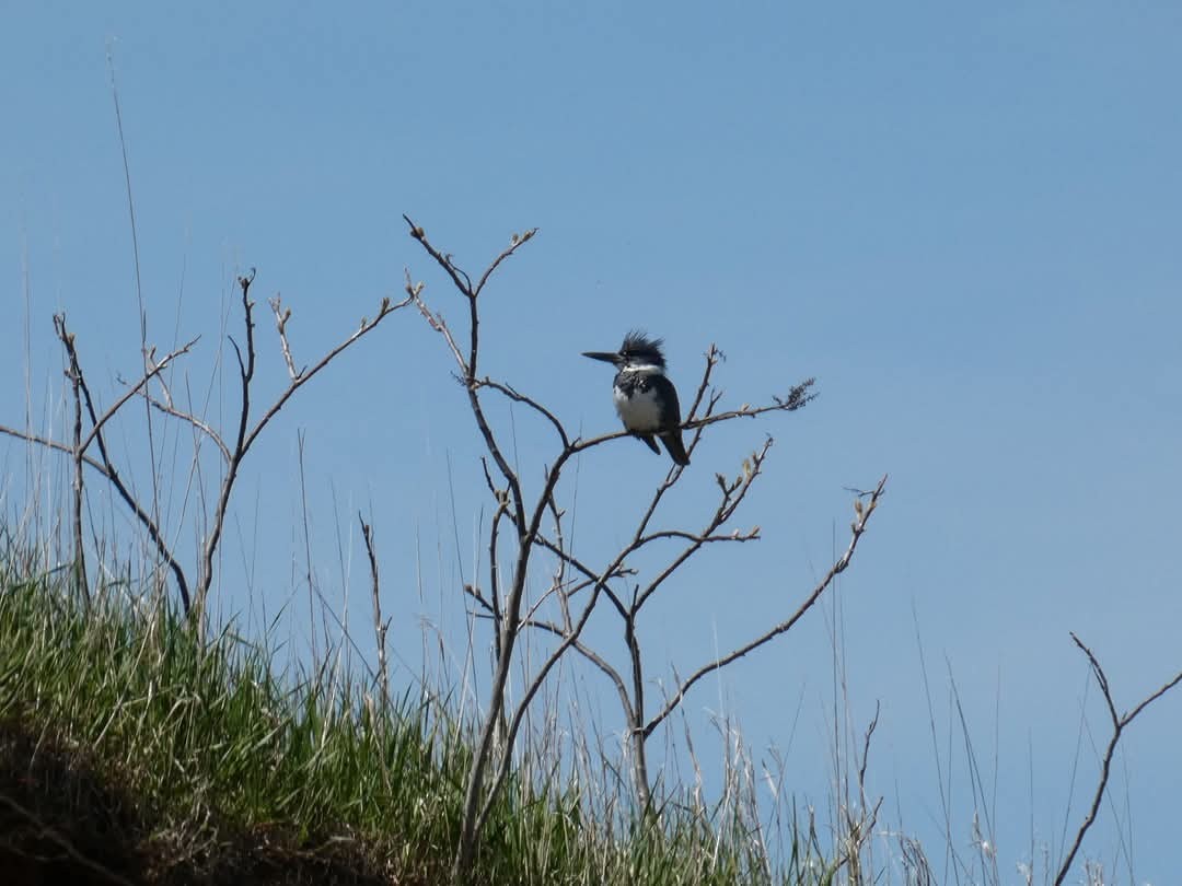 Belted Kingfisher - ML635725734
