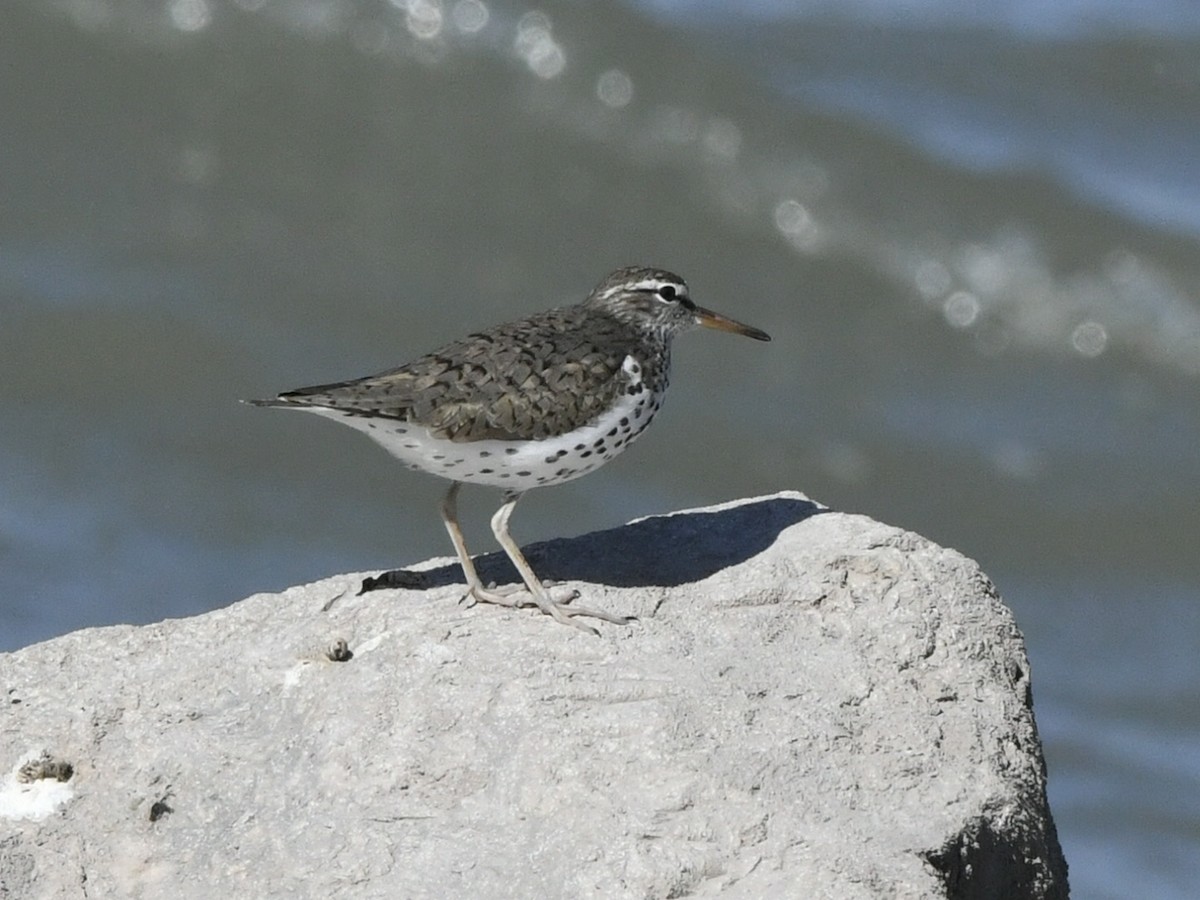 Spotted Sandpiper - ML635725782