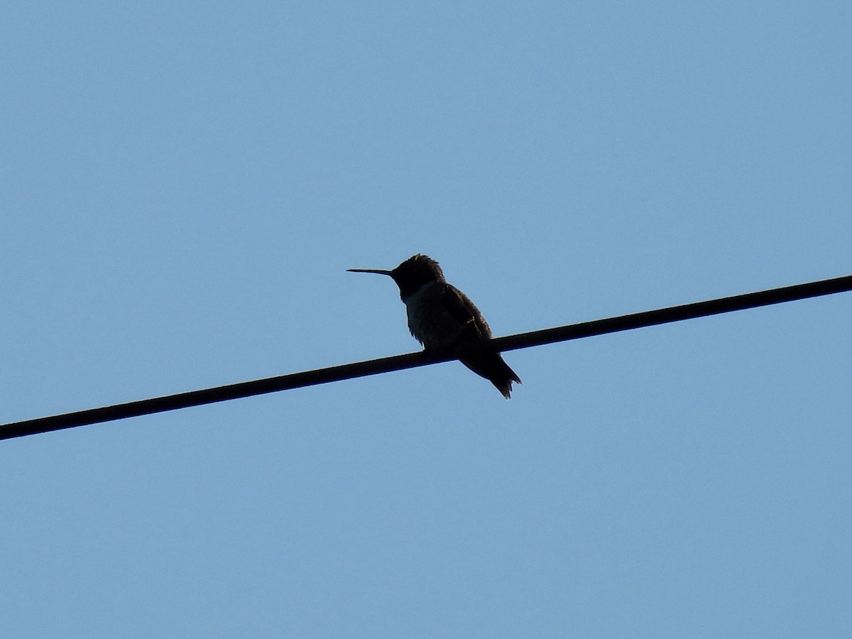 Black-chinned Hummingbird - ML635725917
