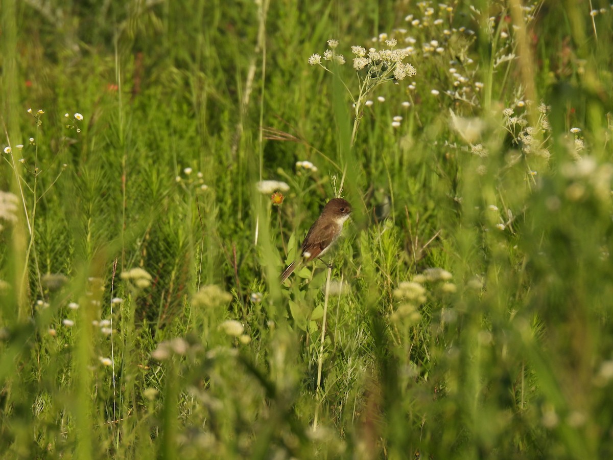 Eastern Phoebe - ML635725943
