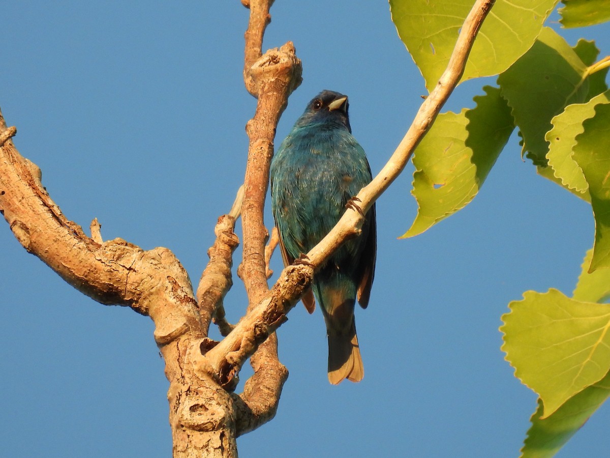 Indigo Bunting - ML635725986