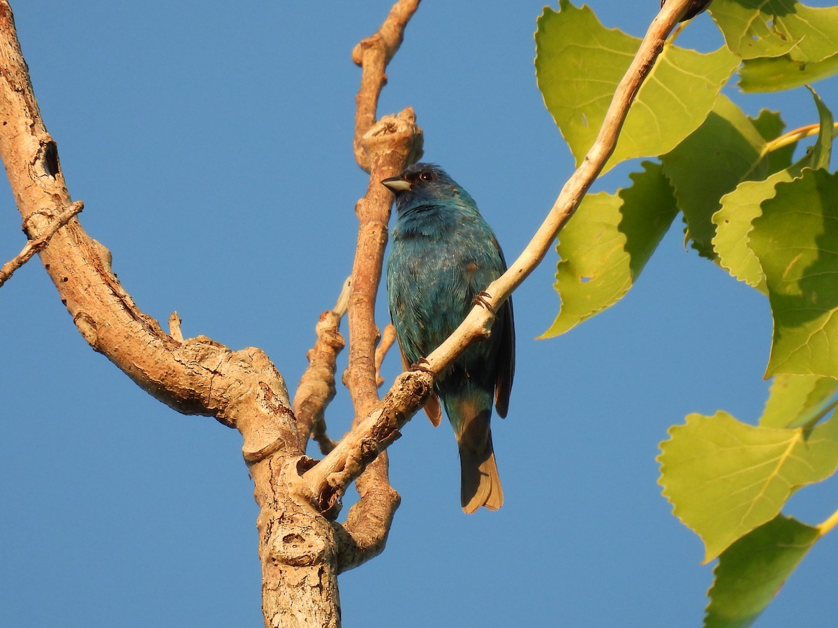 Indigo Bunting - ML635725987