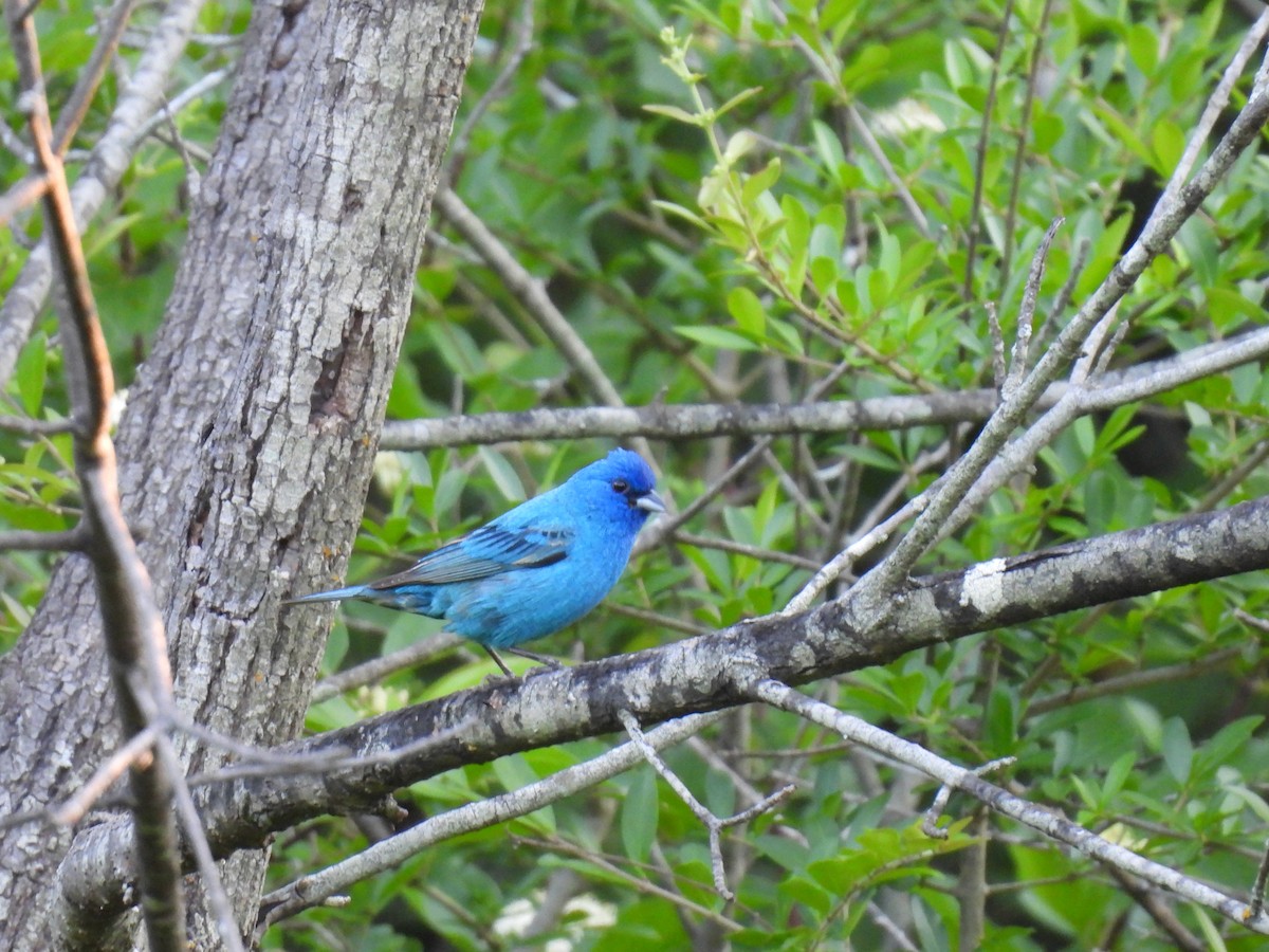 Indigo Bunting - ML635725988