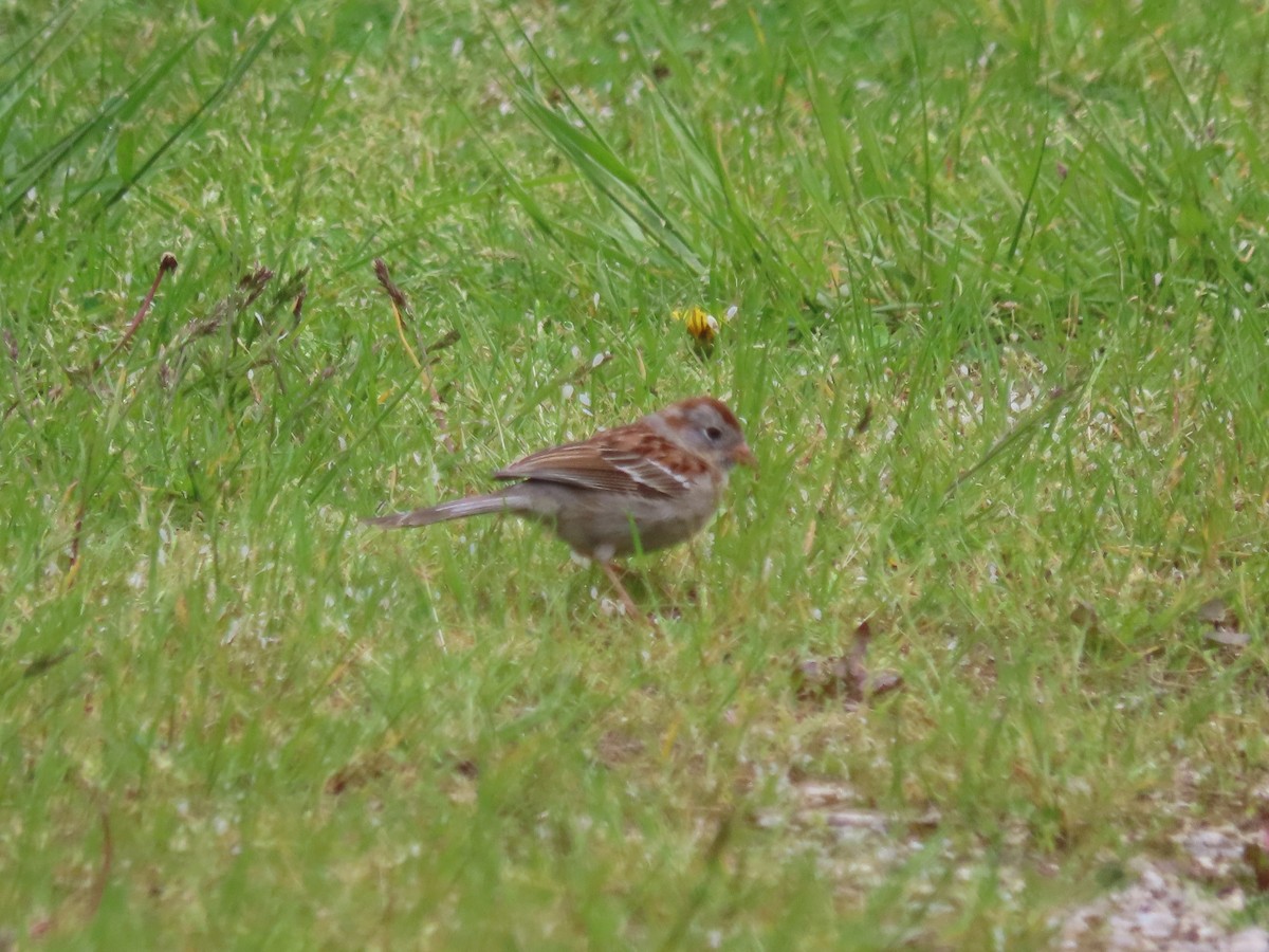 Field Sparrow - ML635725995