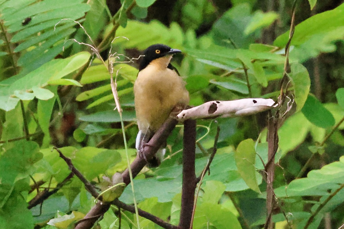 Black-capped Donacobius - ML635726080