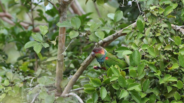 Ochre-marked Parakeet - ML635726104