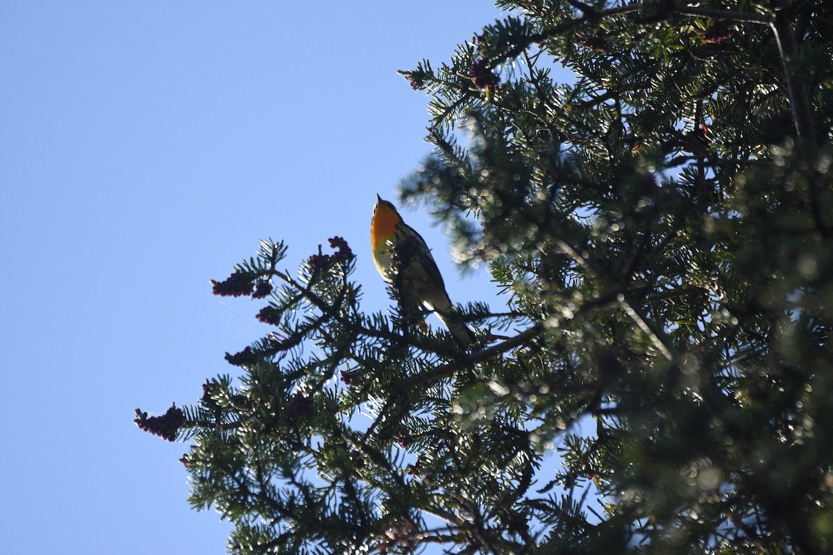 Blackburnian Warbler - ML635726192