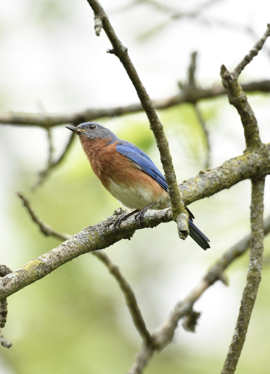 Eastern Bluebird - ML635726195