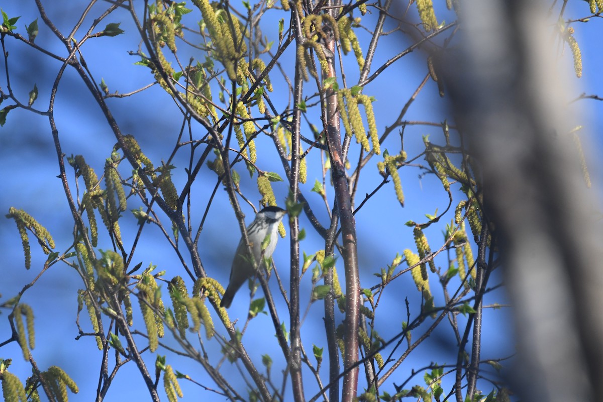 Blackpoll Warbler - ML635726208