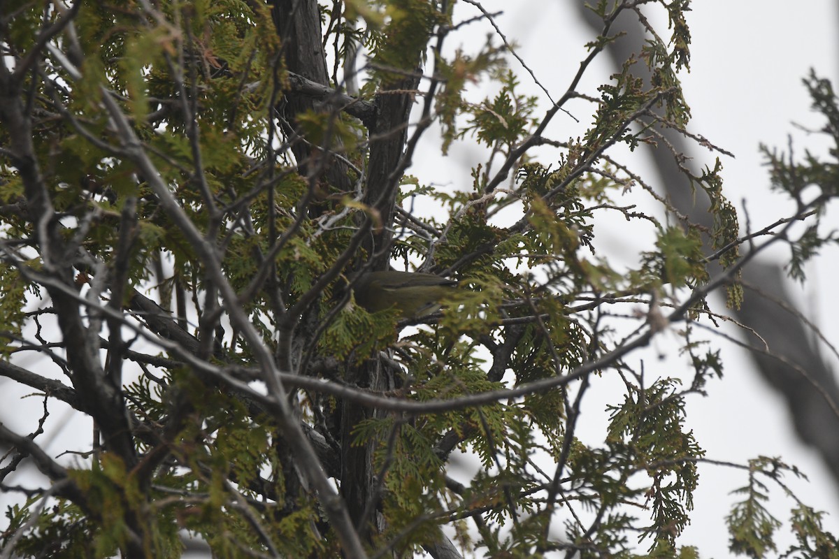 Black-throated Blue Warbler - ML635726263