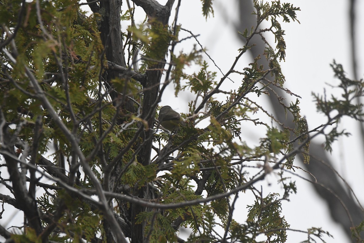Black-throated Blue Warbler - ML635726266