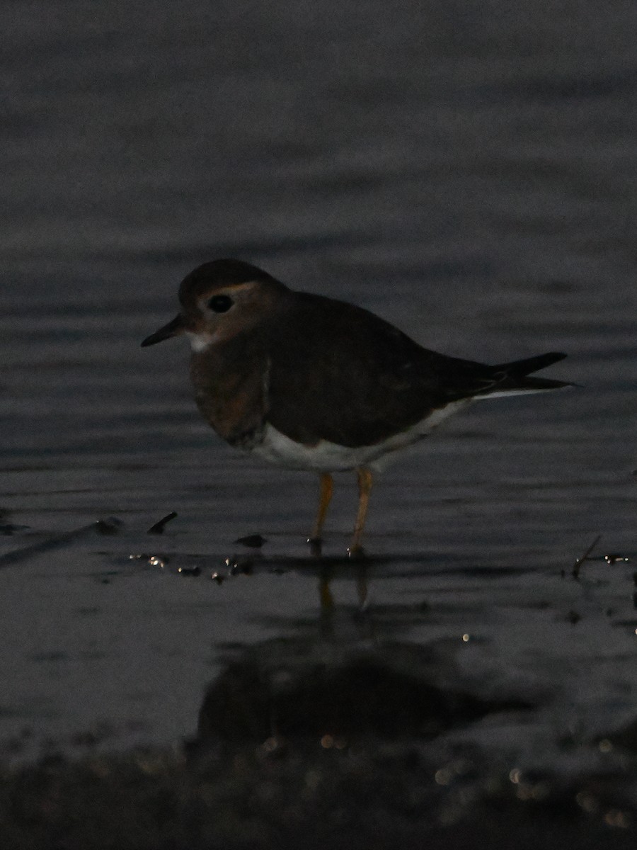 Rufous-chested Dotterel - ML635726303