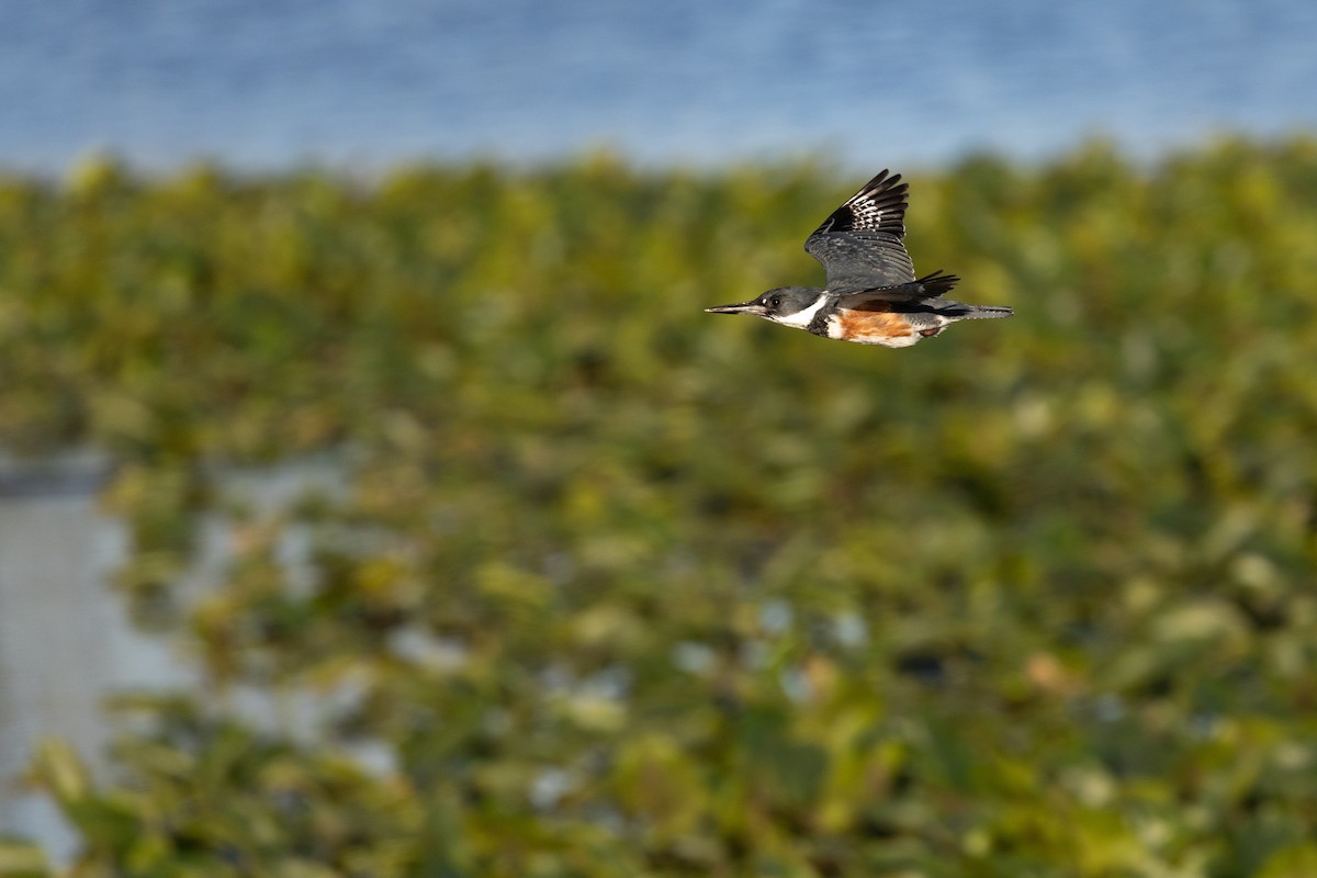 Belted Kingfisher - ML635726410