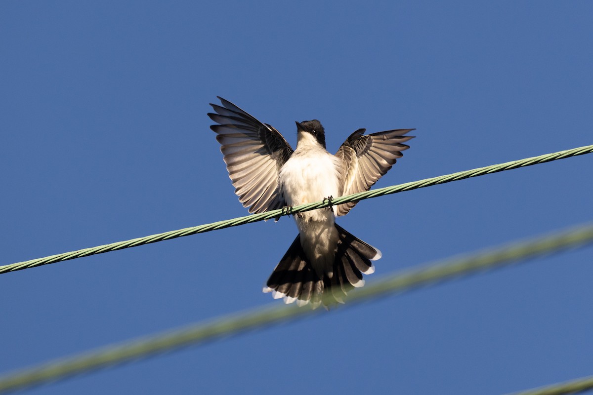 Eastern Kingbird - ML635726421