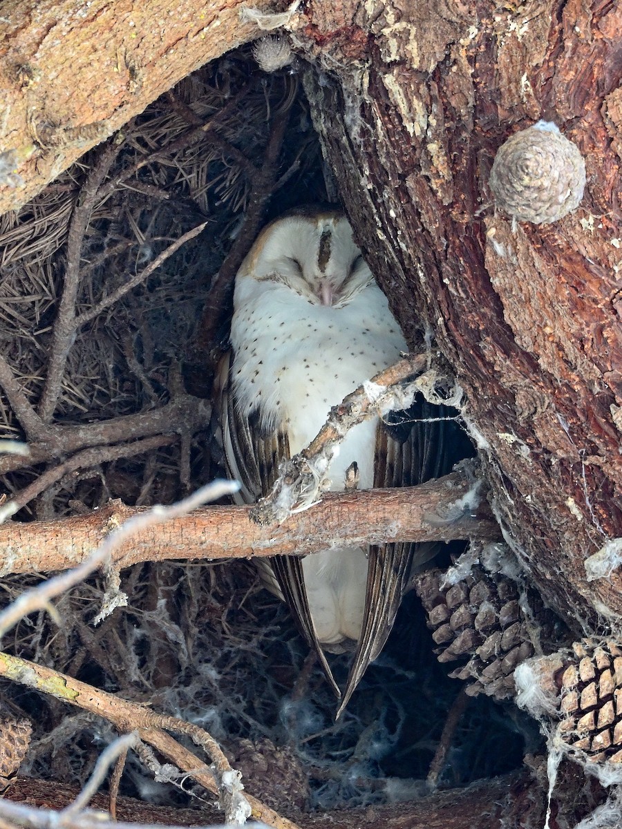 American Barn Owl - ML635726431