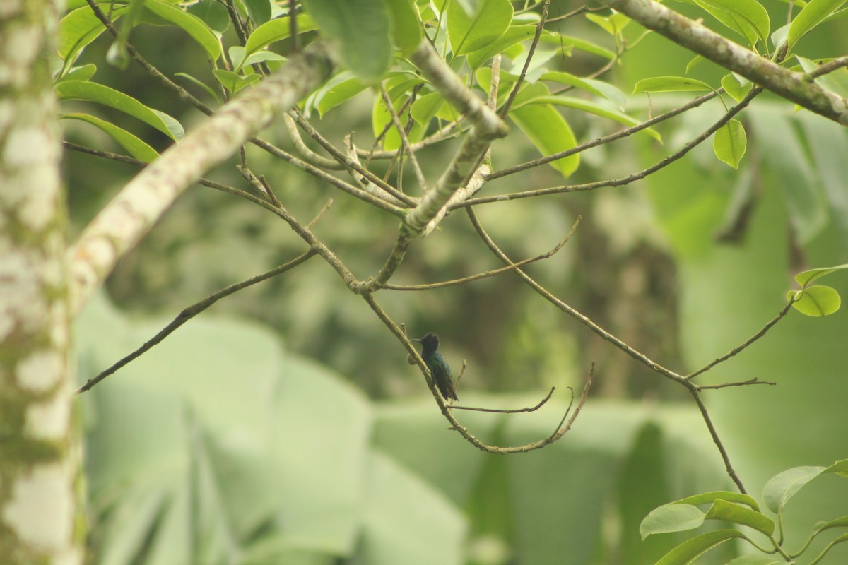 Golden-tailed Sapphire - ML635726528