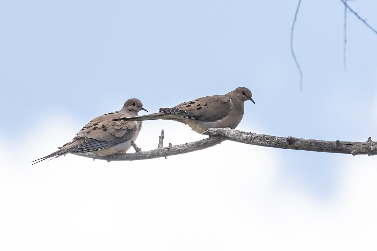Mourning Dove - ML635726534