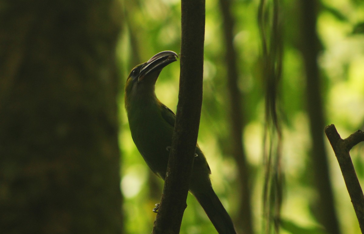 Groove-billed Toucanet - ML635726573