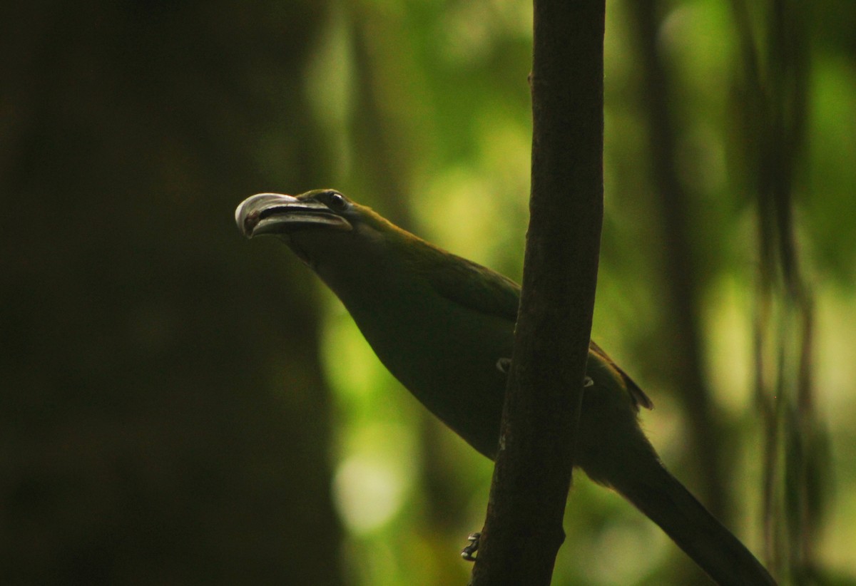 Groove-billed Toucanet - ML635726574