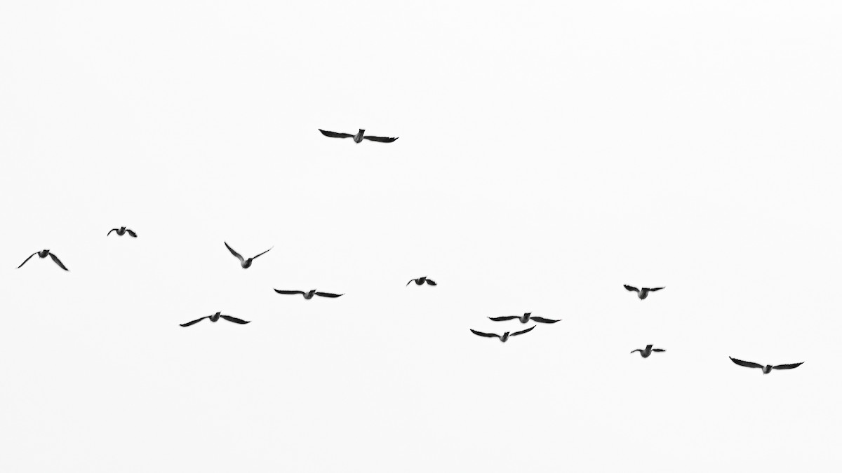 Topknot Pigeon - ML635726589