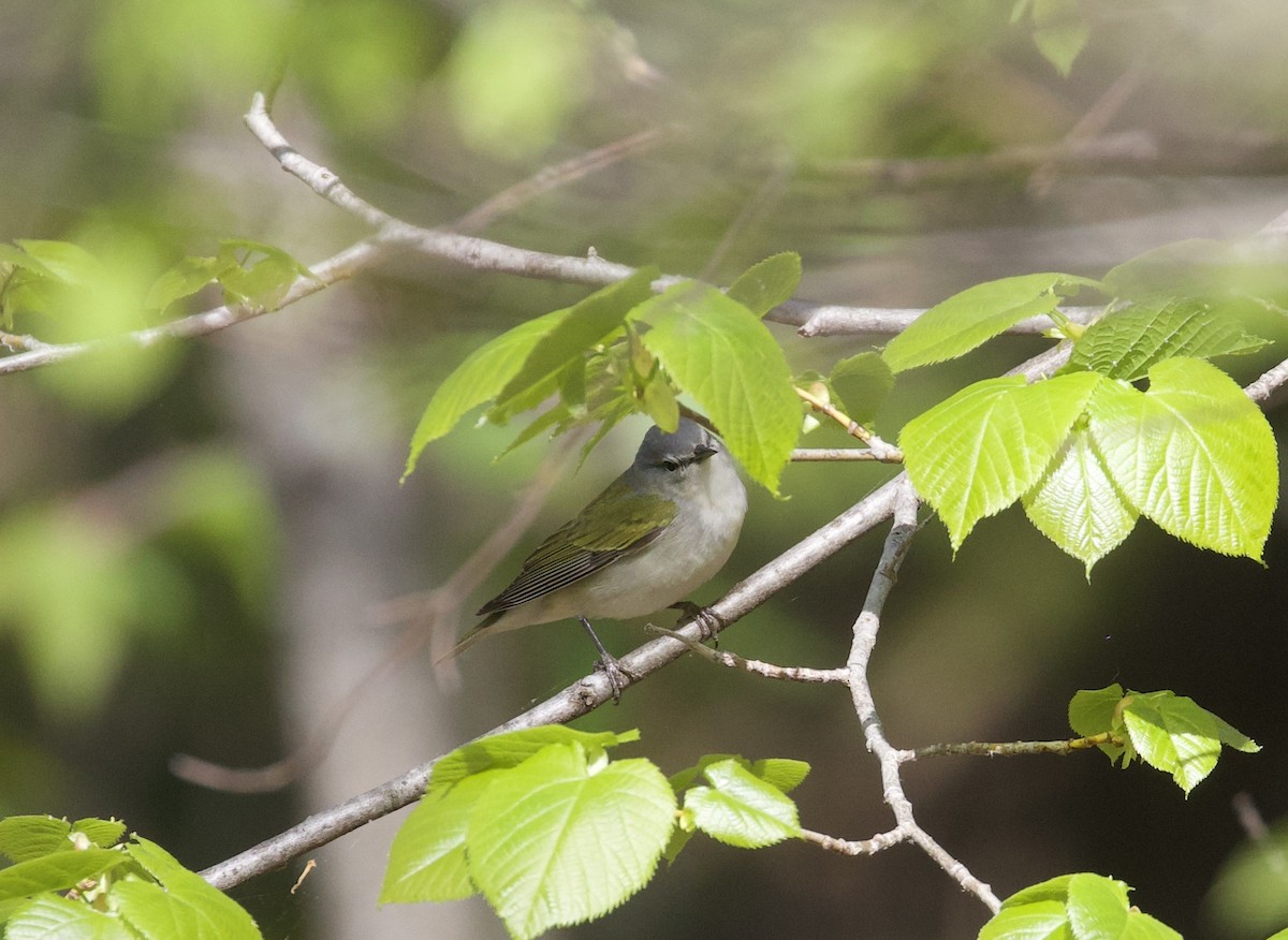 Tennessee Warbler - ML635726598