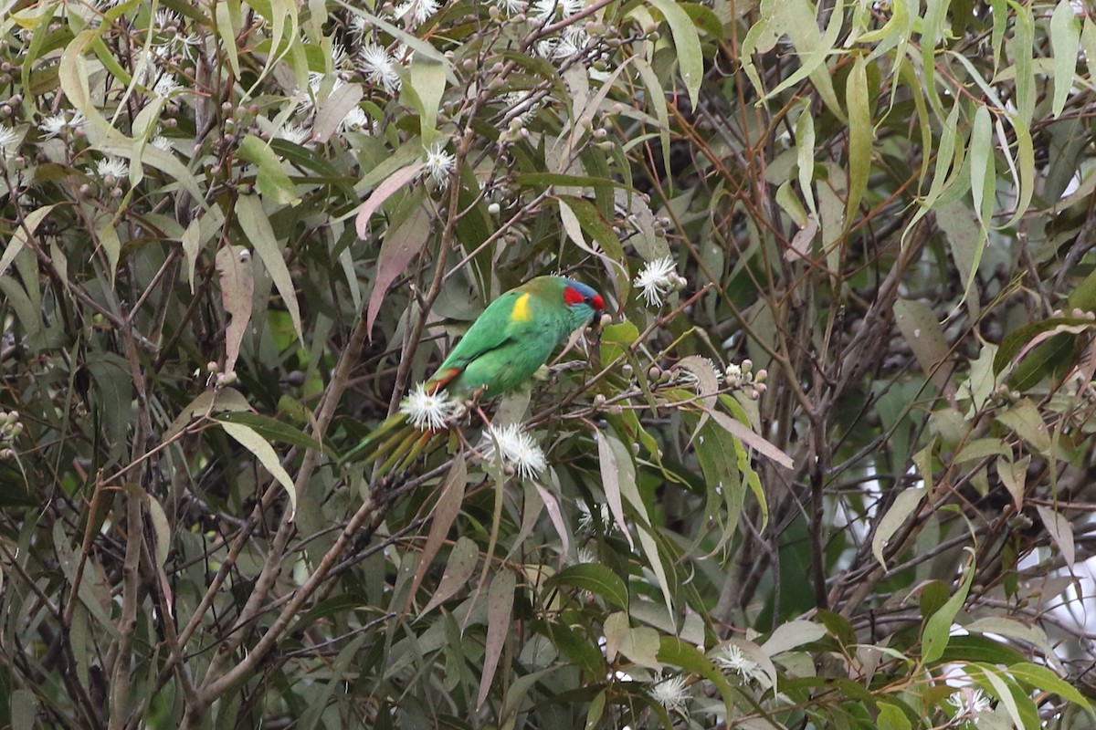 Musk Lorikeet - ML635726599