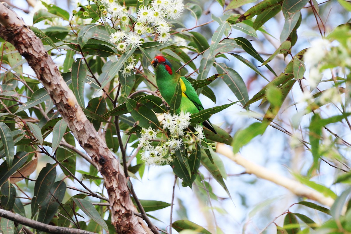 Musk Lorikeet - ML635726600
