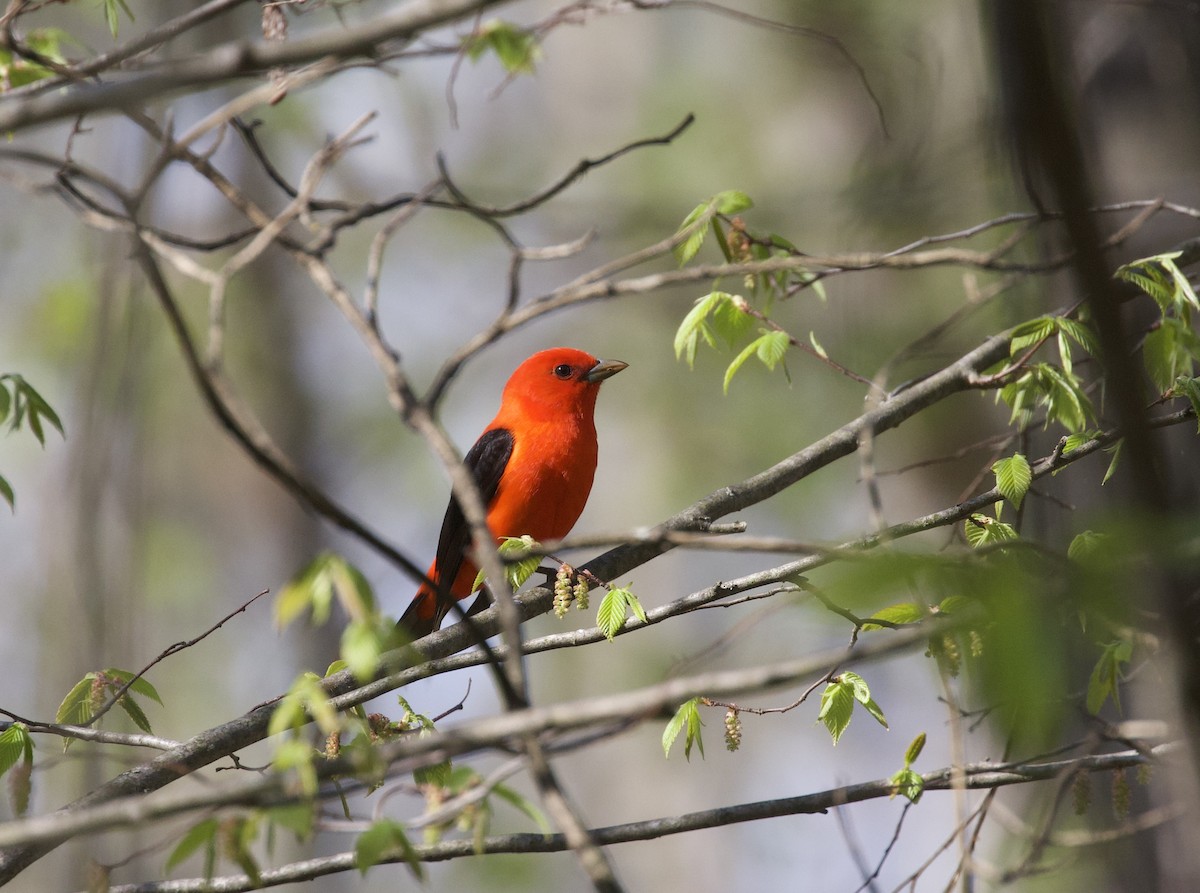 Scarlet Tanager - ML635726636