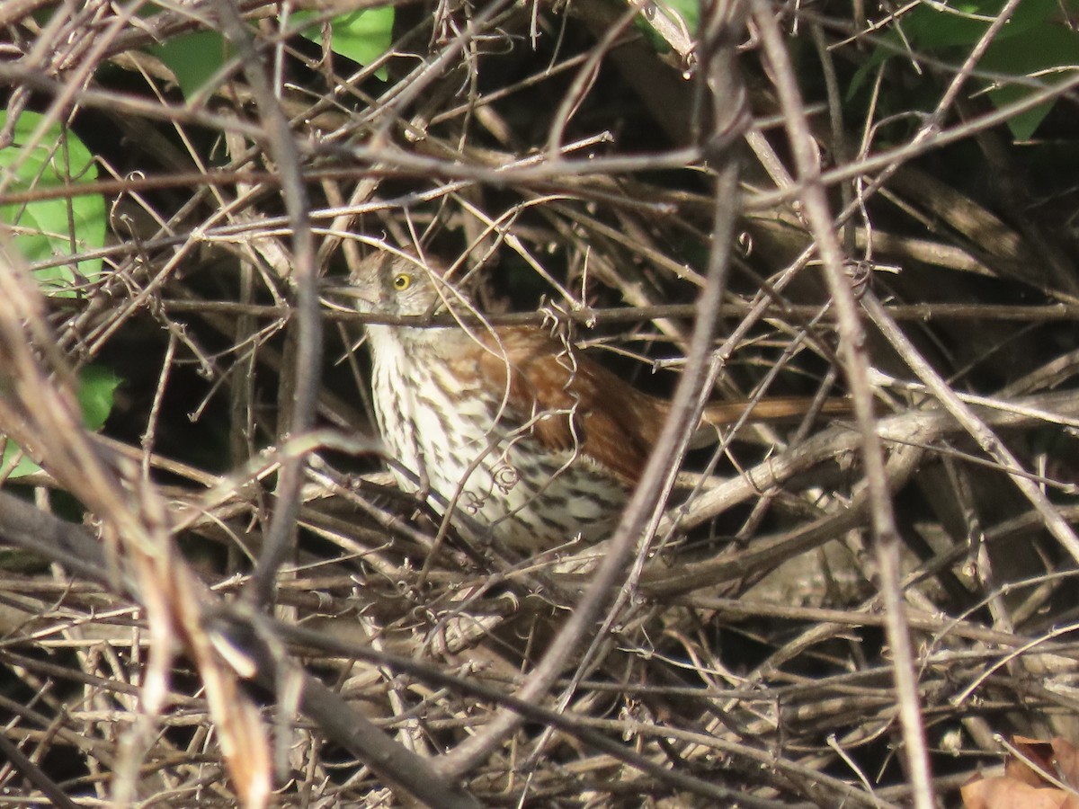 Brown Thrasher - ML635726640