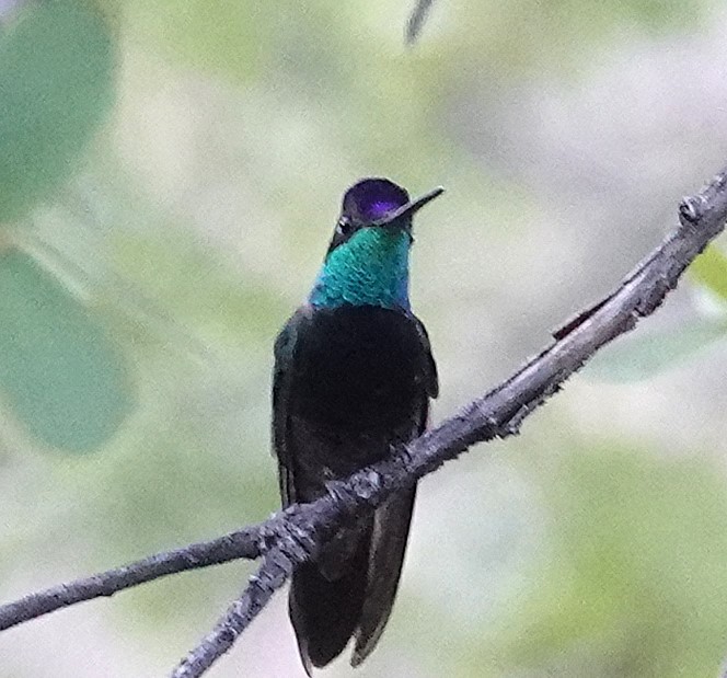 Rivoli's Hummingbird - ML635726643