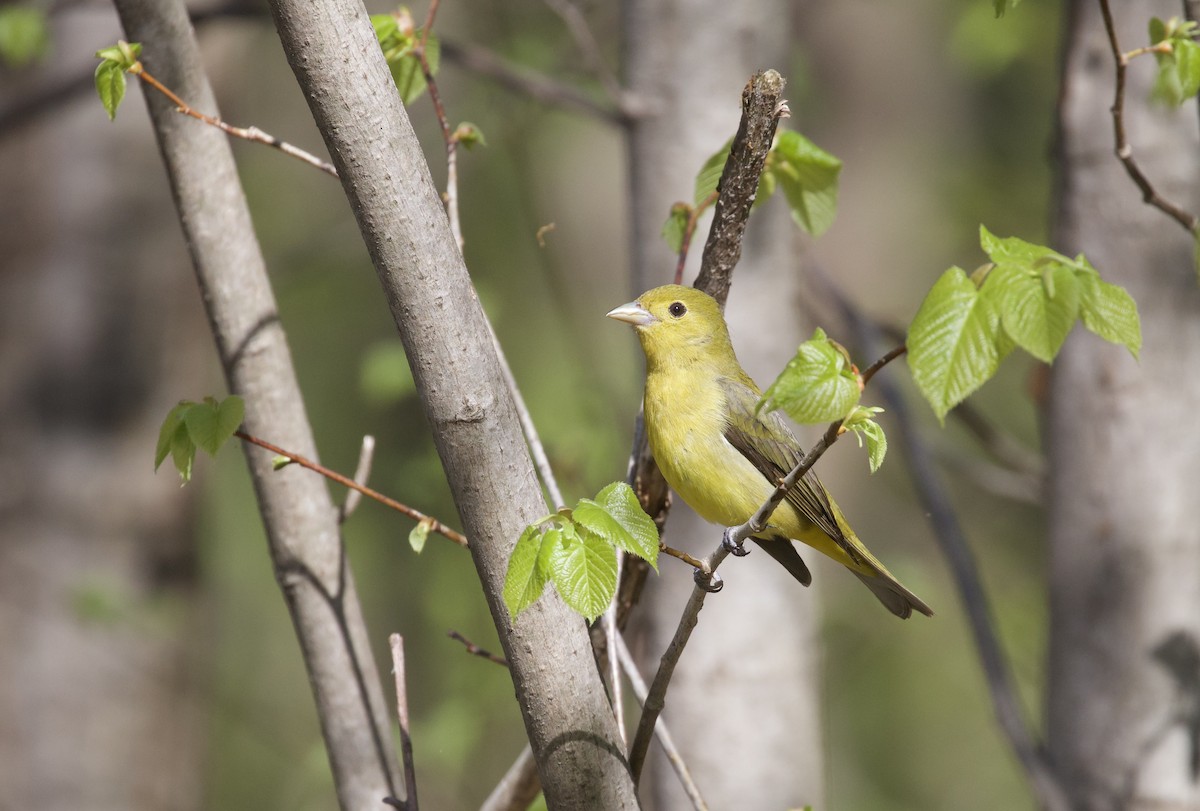 Scarlet Tanager - ML635726667