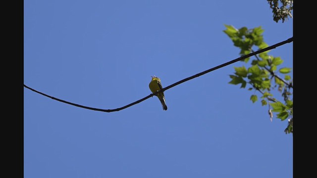Blue-winged Warbler - ML635726683