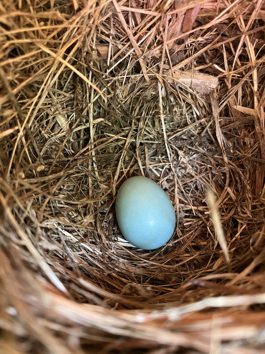 Eastern Bluebird - ML635726729