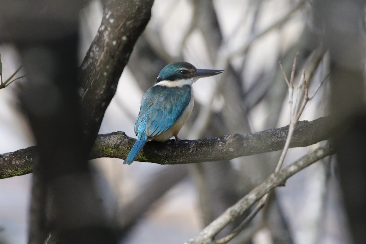 Sacred Kingfisher - ML635726796