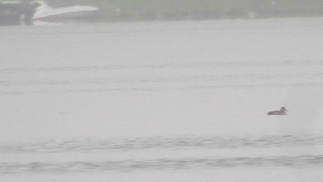 White-winged Scoter - ML635726889
