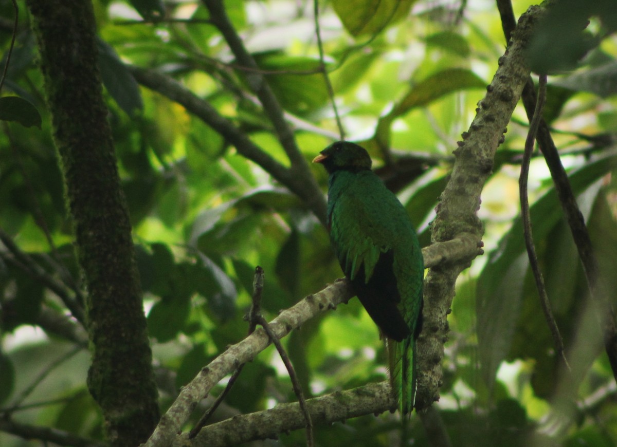 White-tipped Quetzal - ML635727016