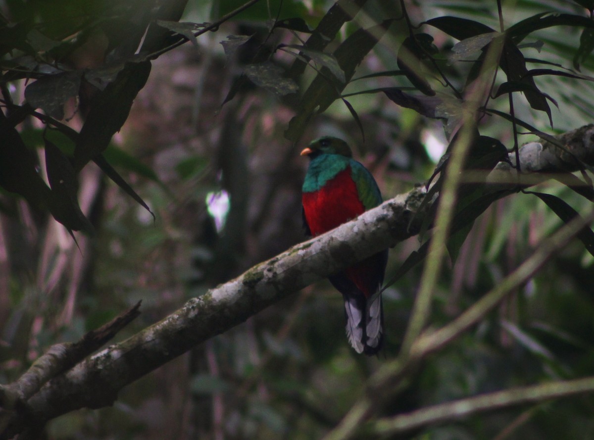 White-tipped Quetzal - ML635727017