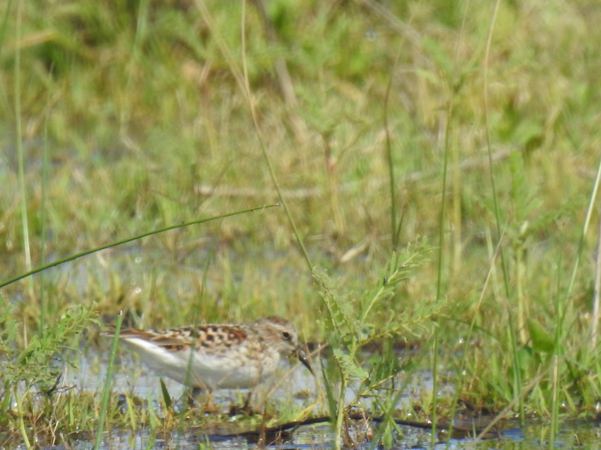 Bécasseau d'Alaska - ML635727063