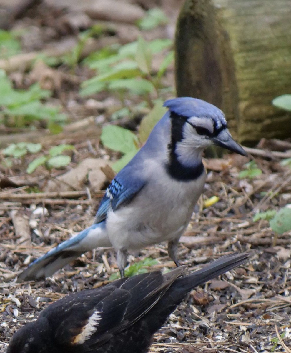 Blue Jay - ML635727064