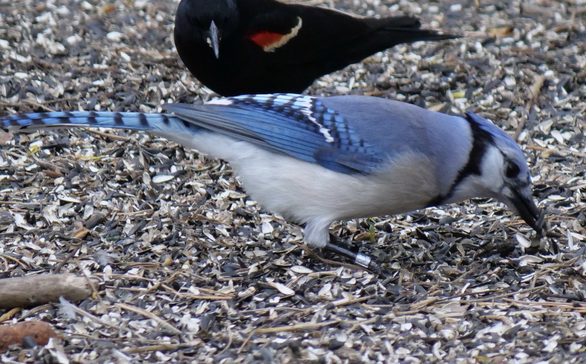 Blue Jay - ML635727080