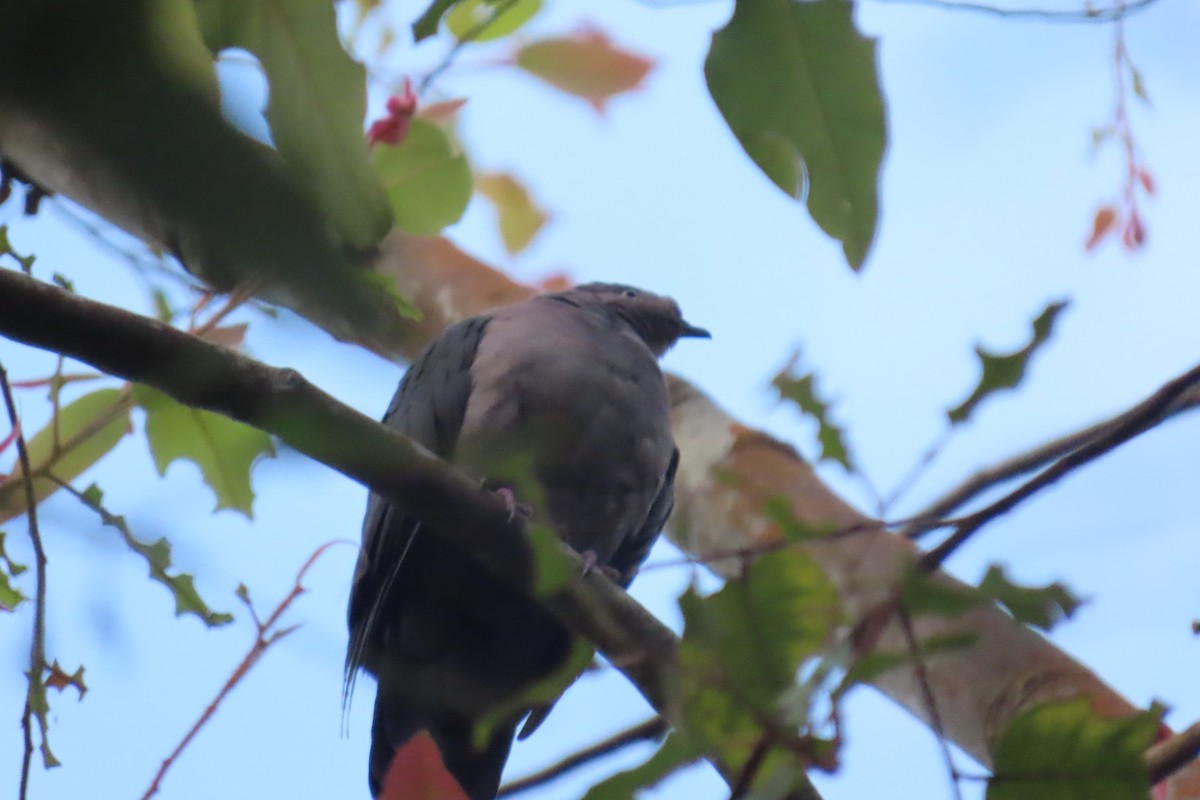 Plumbeous Pigeon - ML635727086