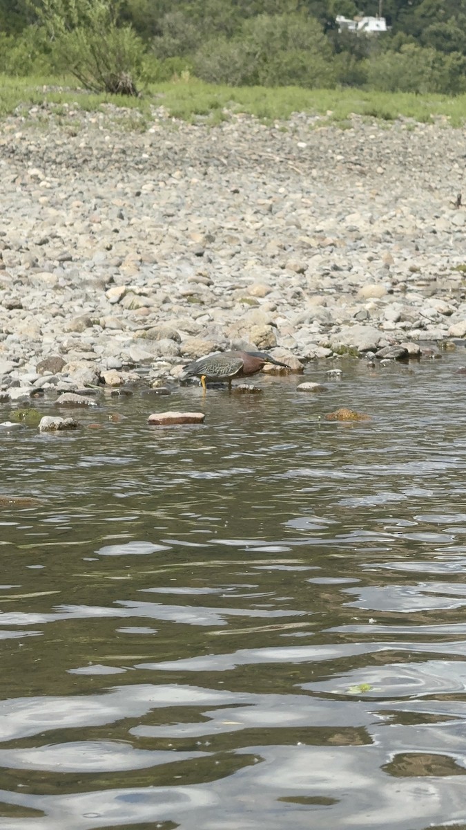 volavka zelenavá - ML635727185