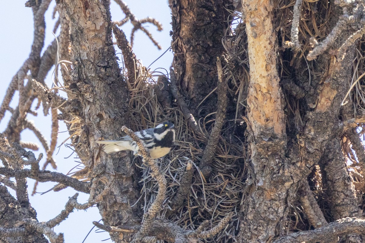 Black-throated Gray Warbler - Kalpesh Krishna