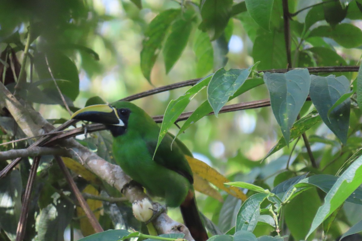 Southern Emerald-Toucanet - ML635727233