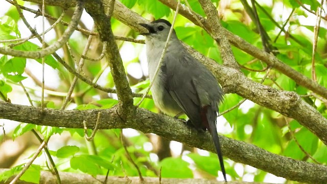 Gray Catbird - ML635727246