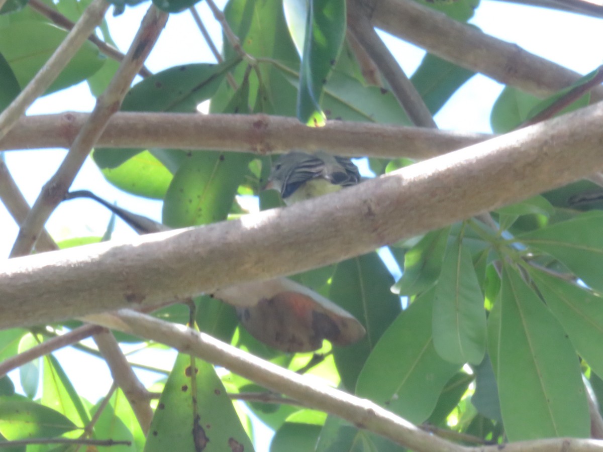 Tyranneau passegris - ML635727303