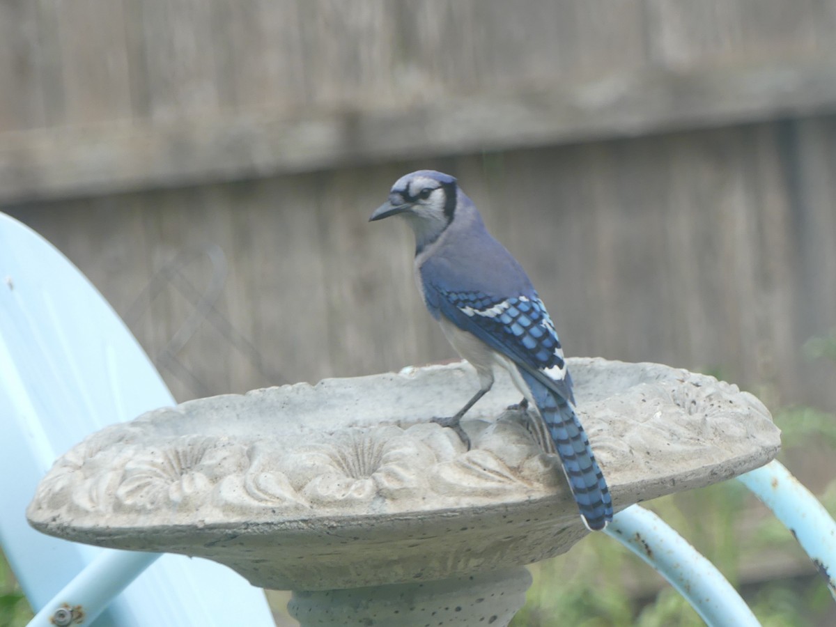 Blue Jay - ML635727326