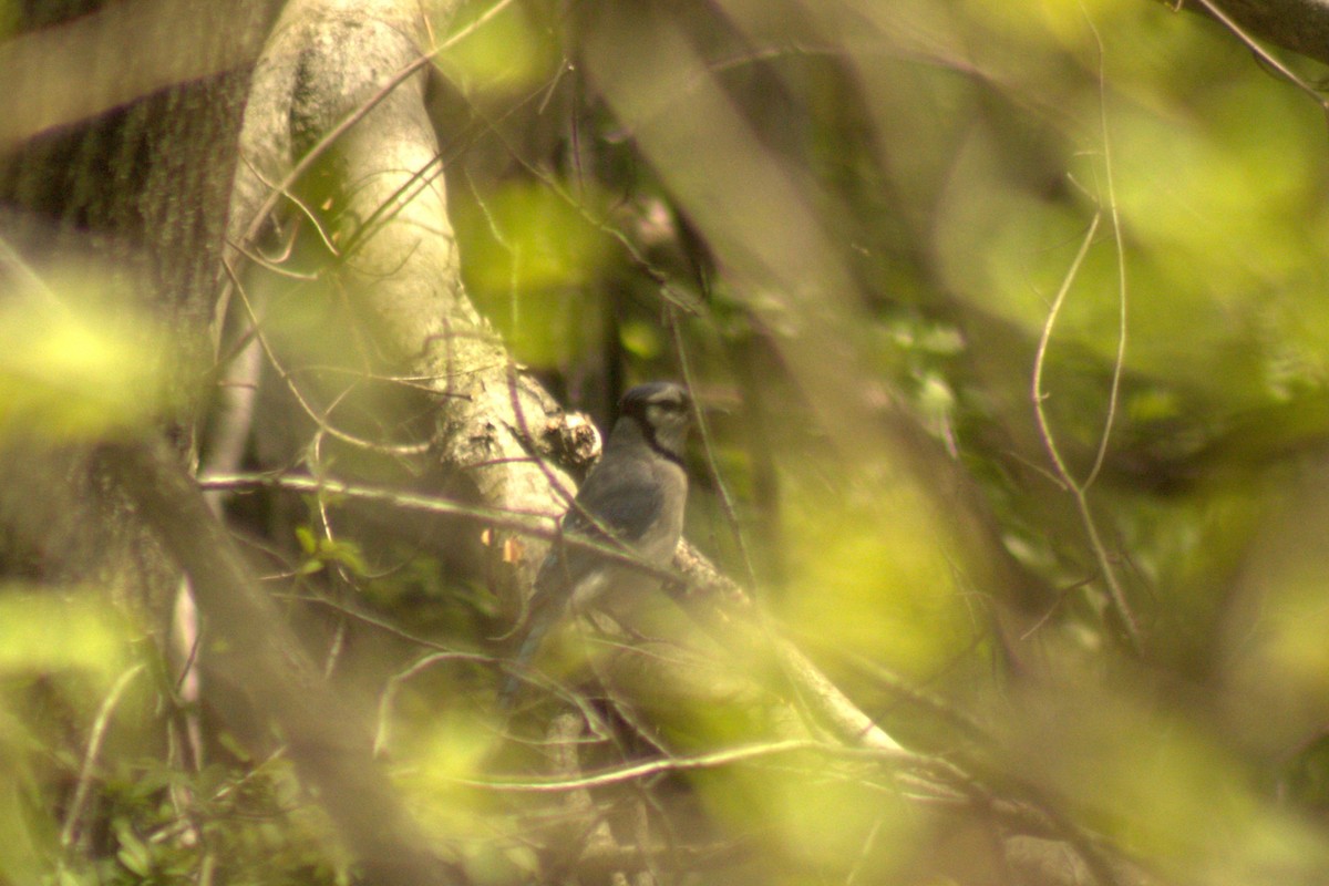 Blue Jay - ML635727335
