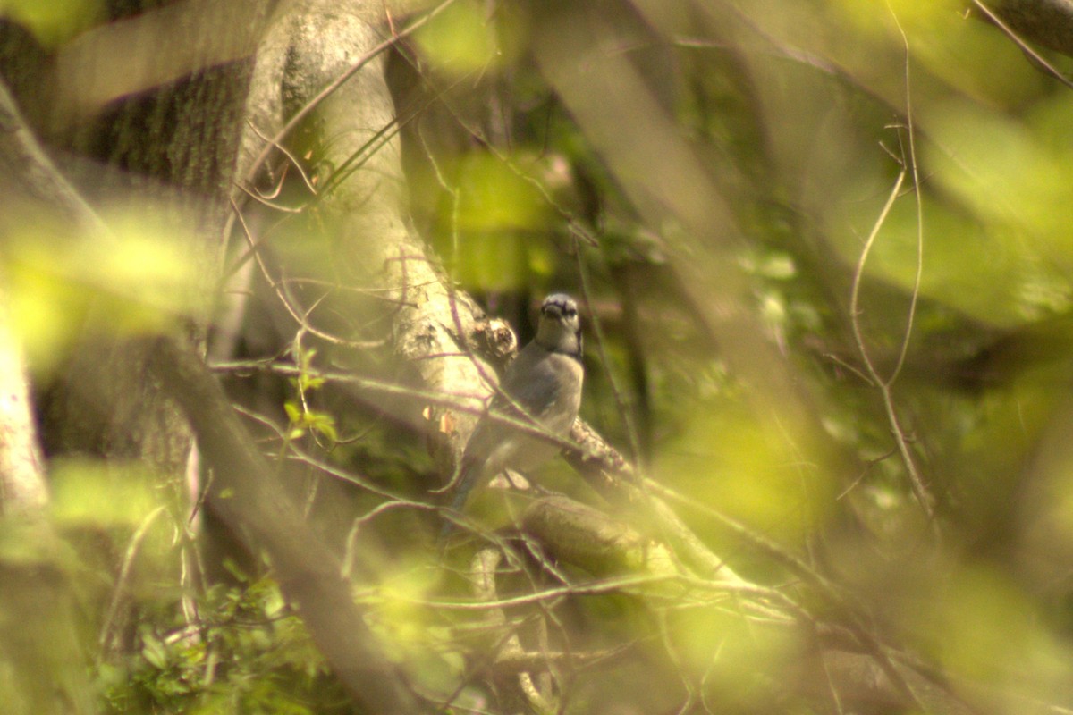 Blue Jay - ML635727336